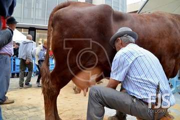 Los Llanos de Telde, en el día grande de sus fiestas patronales de 2019 (Foto Francisco Javier Santana)